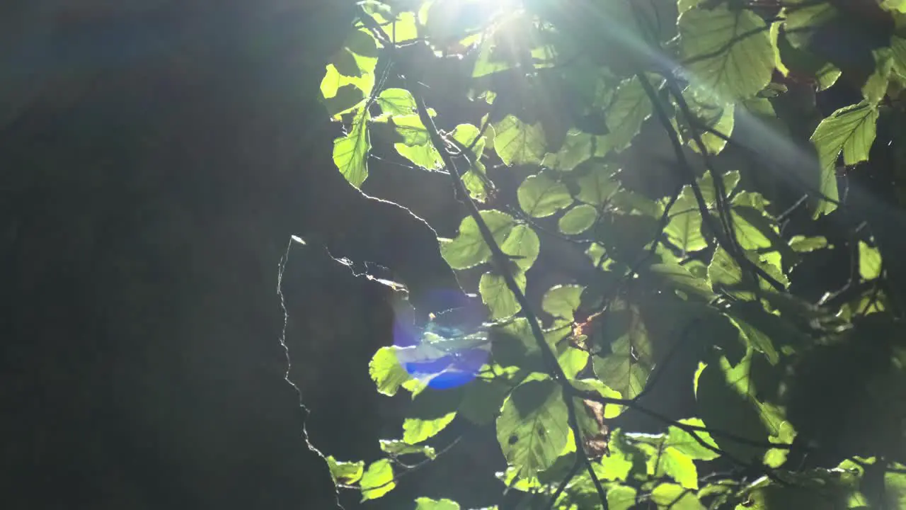 Low Angle Shot Of Sunlight Shining Through Tree