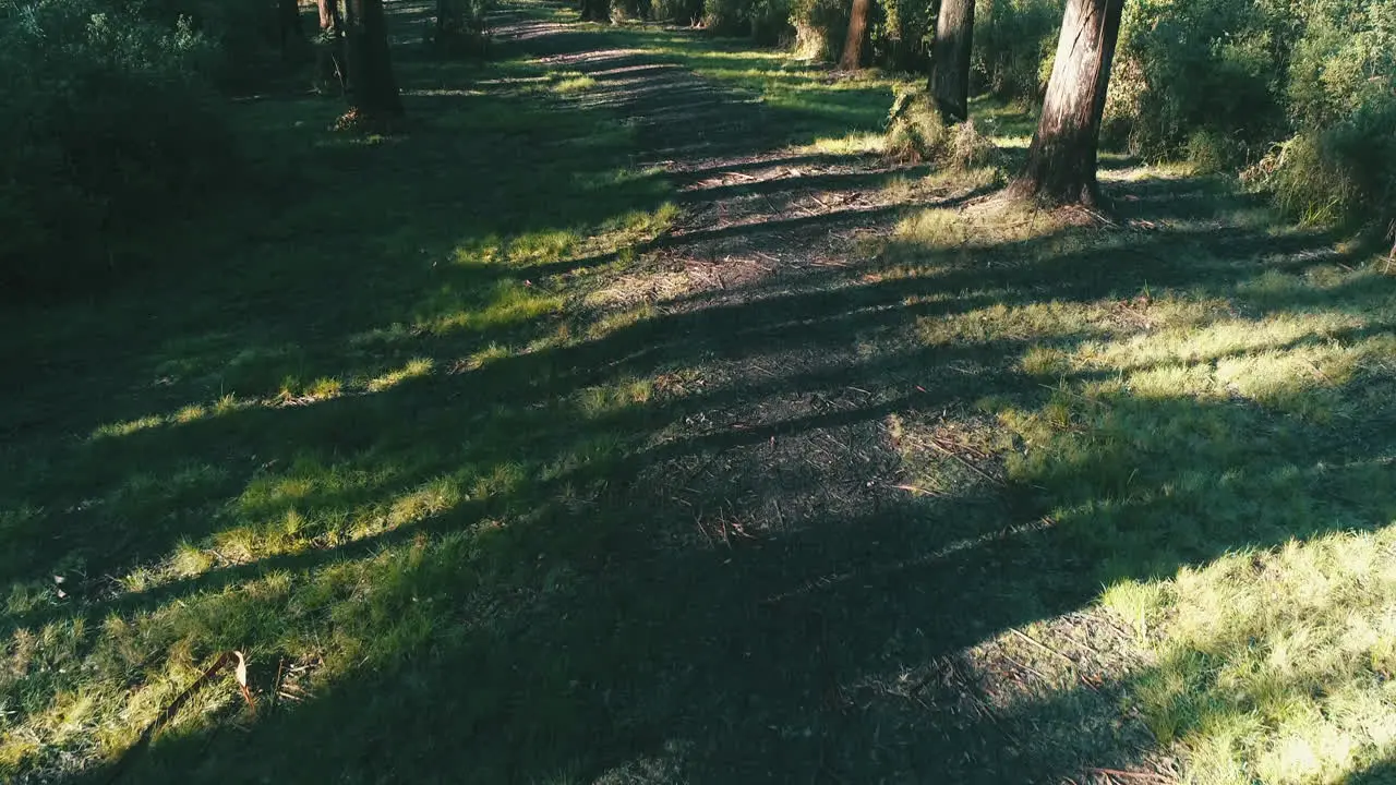 Man walking through woods