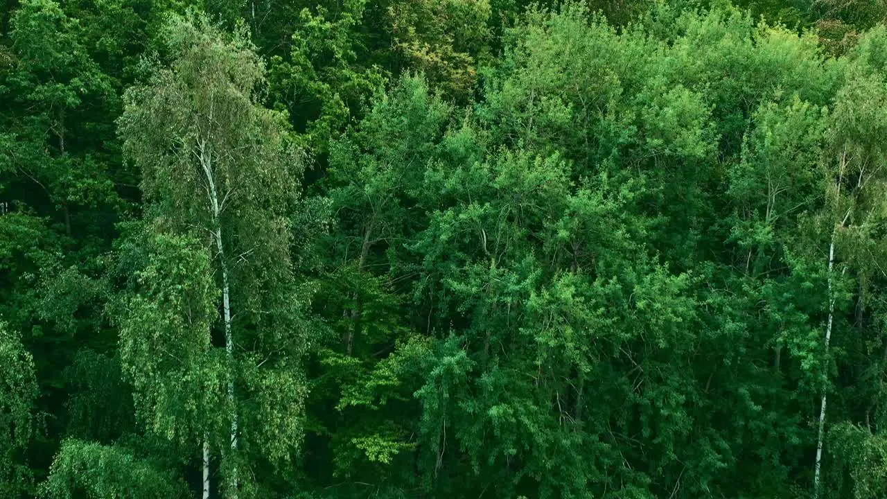 Drone view of green trees growing at a lake