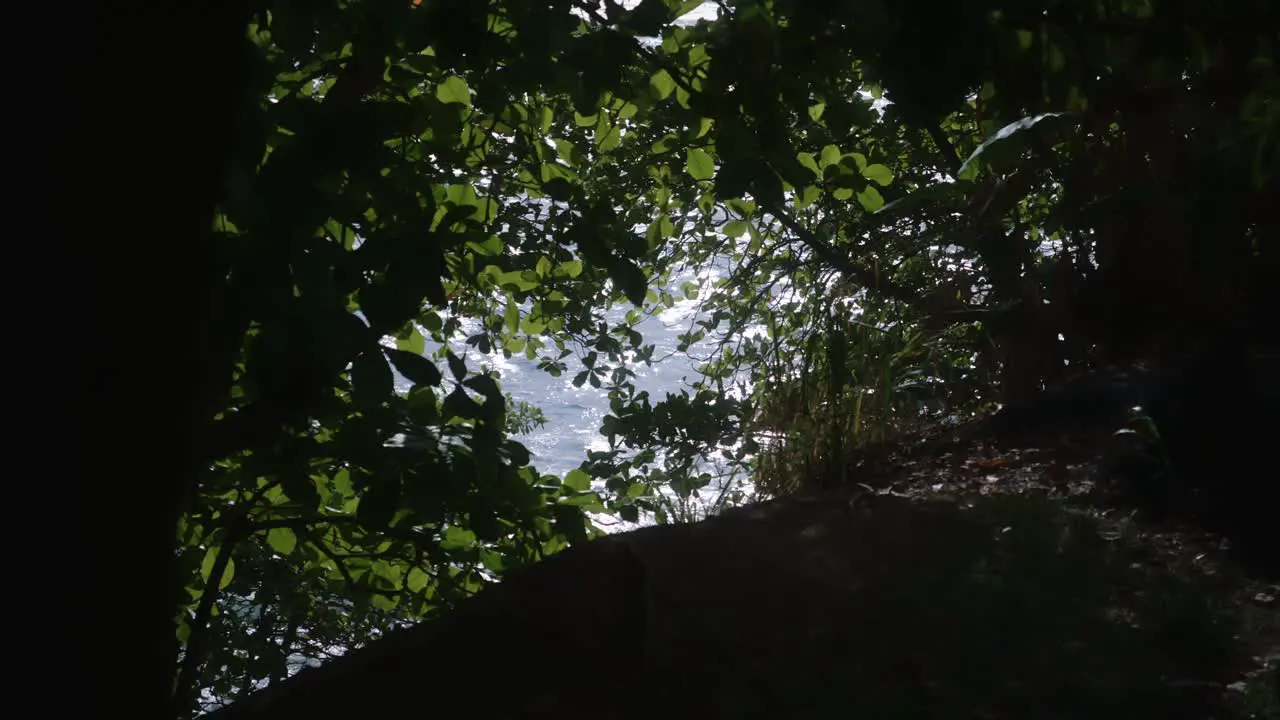 The ocean and waves are visible through the vegetation