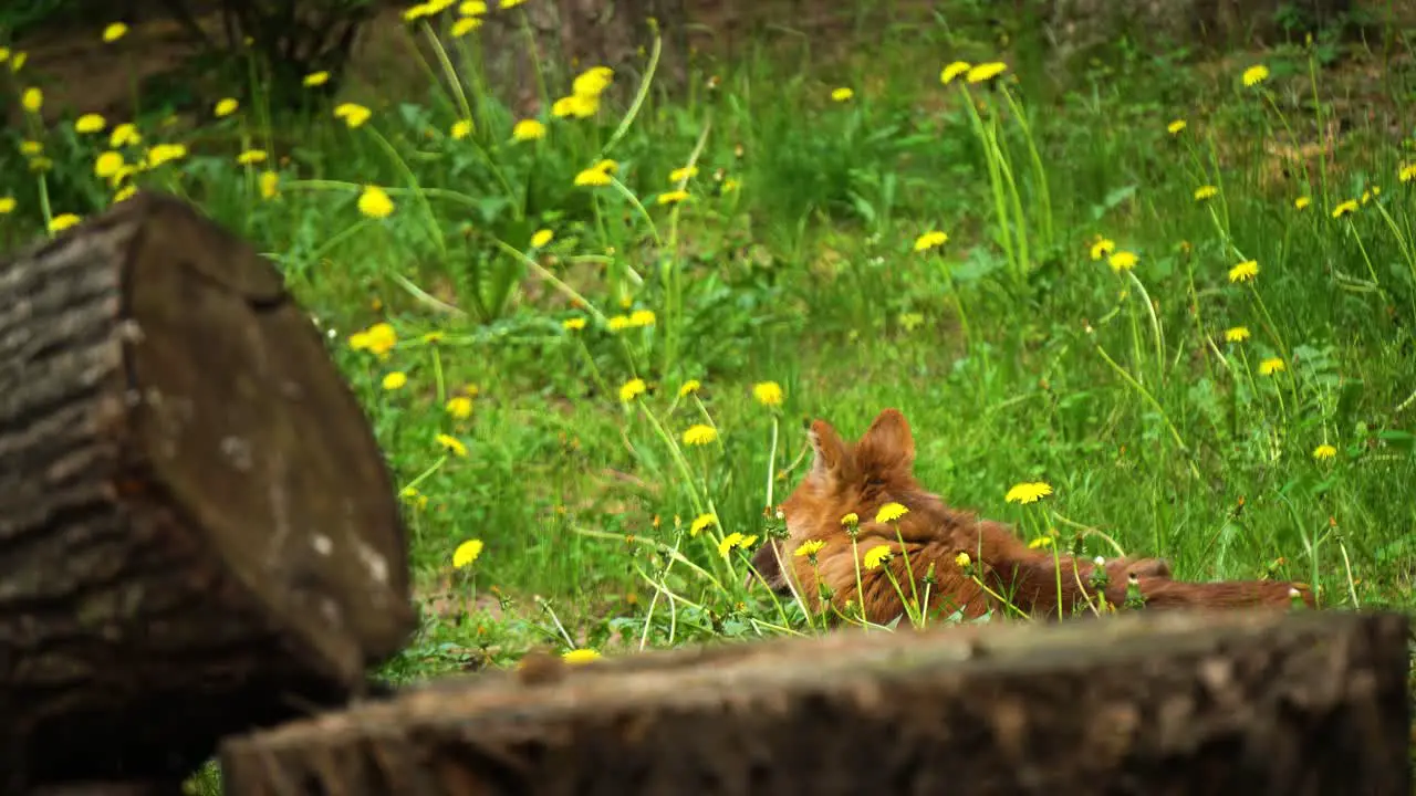 Animal In Latvija Resting On The Grass