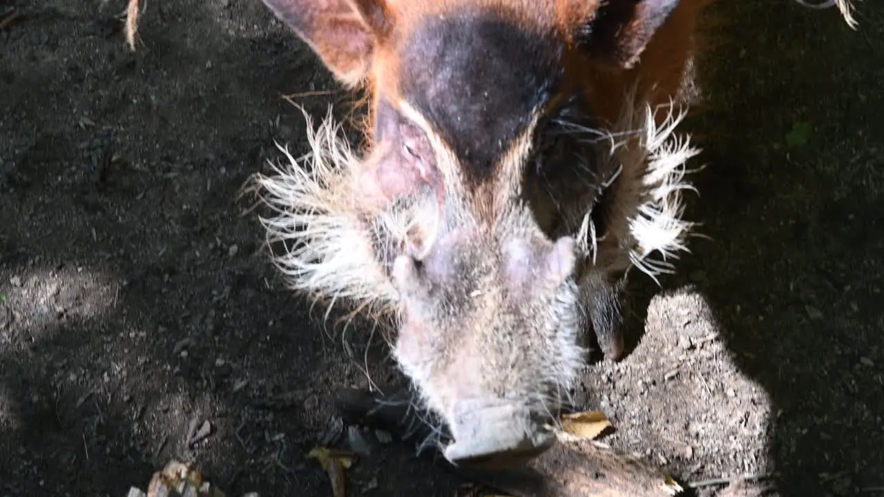 zoological park in France head of a facochere with white and brown fur