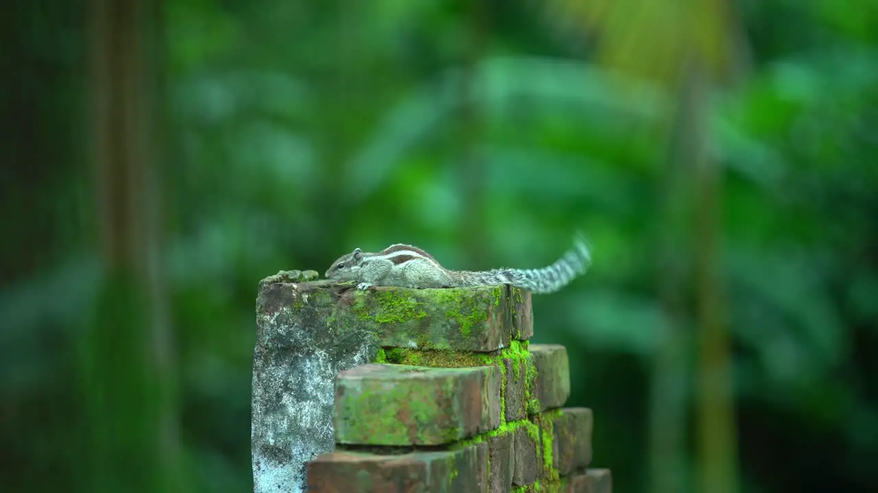 Squirrel calling or barking on a wall