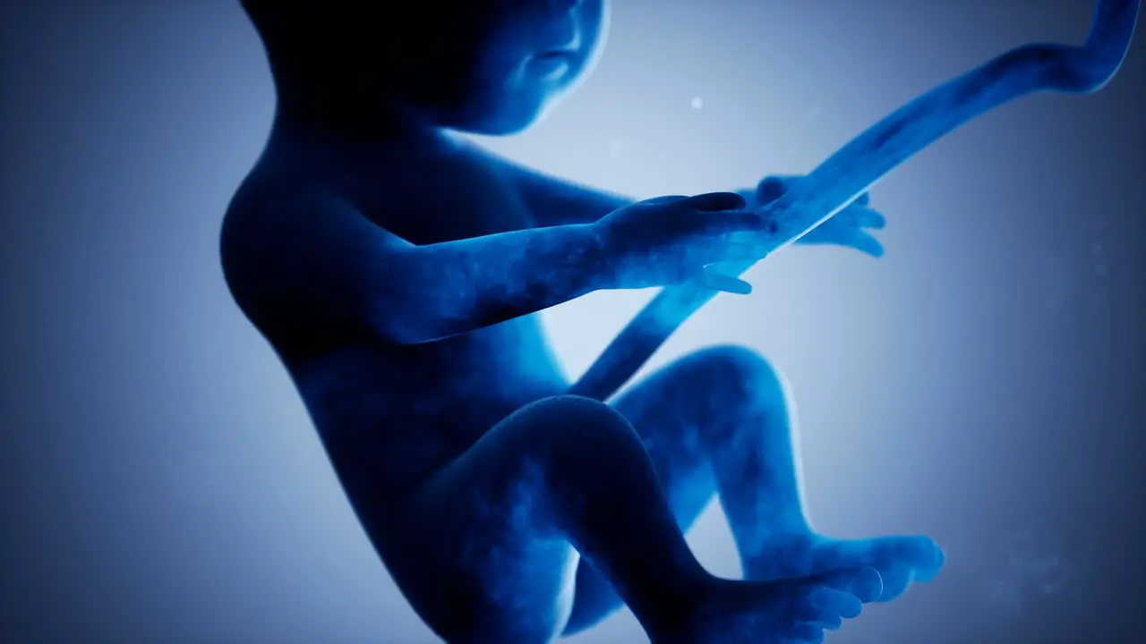 Medical 3d animation of a human fetus motion graphics presenting moment of the unborn offspring human prenatal development fetal development concept