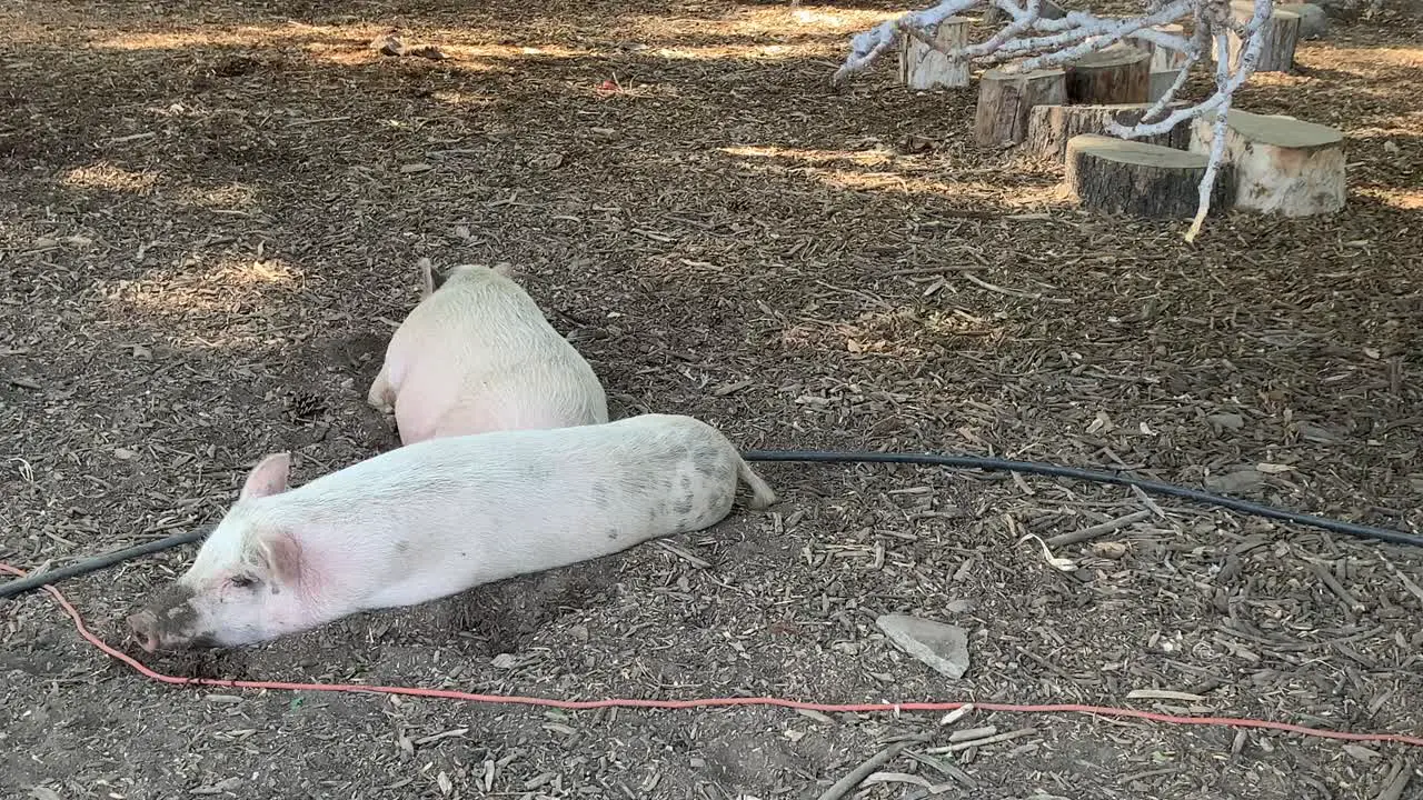 Pigs Laying in Dirt at Farm