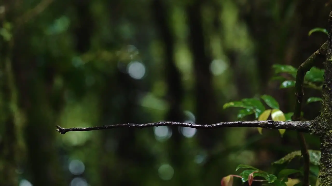 A flashy blue and green hummingbird is flying around sitting on a branch in slow motion in the jungle in Monteverde Costa Rica