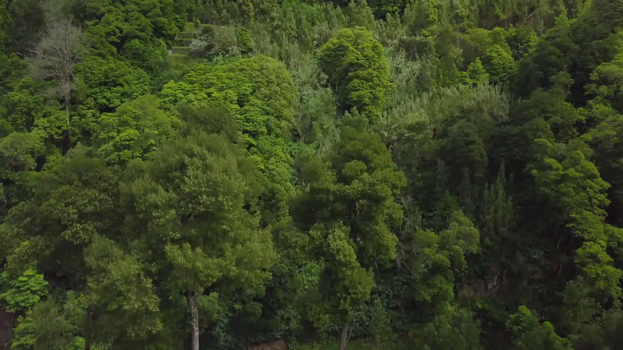 Ascending drone shot of green forest in Azores during spring