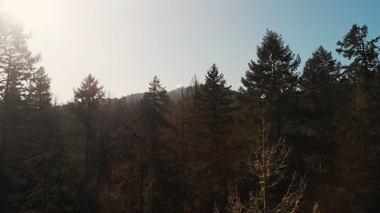 Aerial capture of Oregon trees in the Fall season