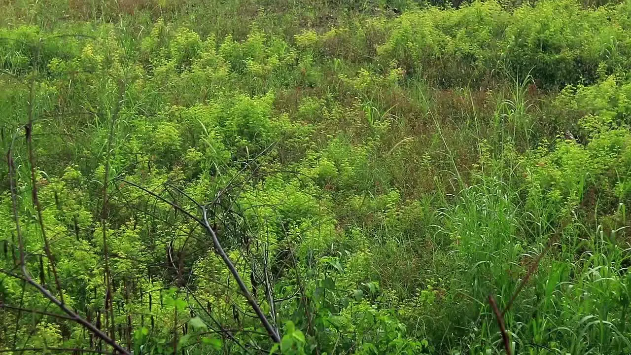 Gentle rain showering over the lush grassland in rural countryside in Cambodia