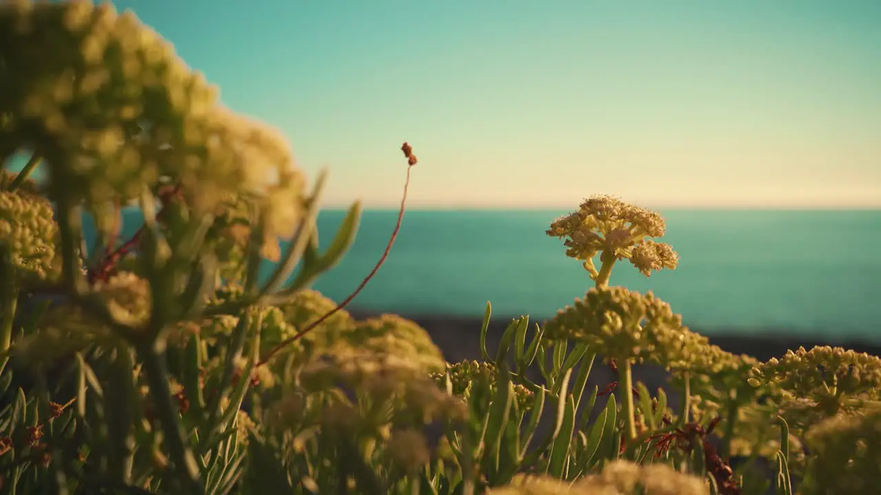 Ocean shoreline cliff rock with vegetation closeup and insects at sunset with blue sky 4K