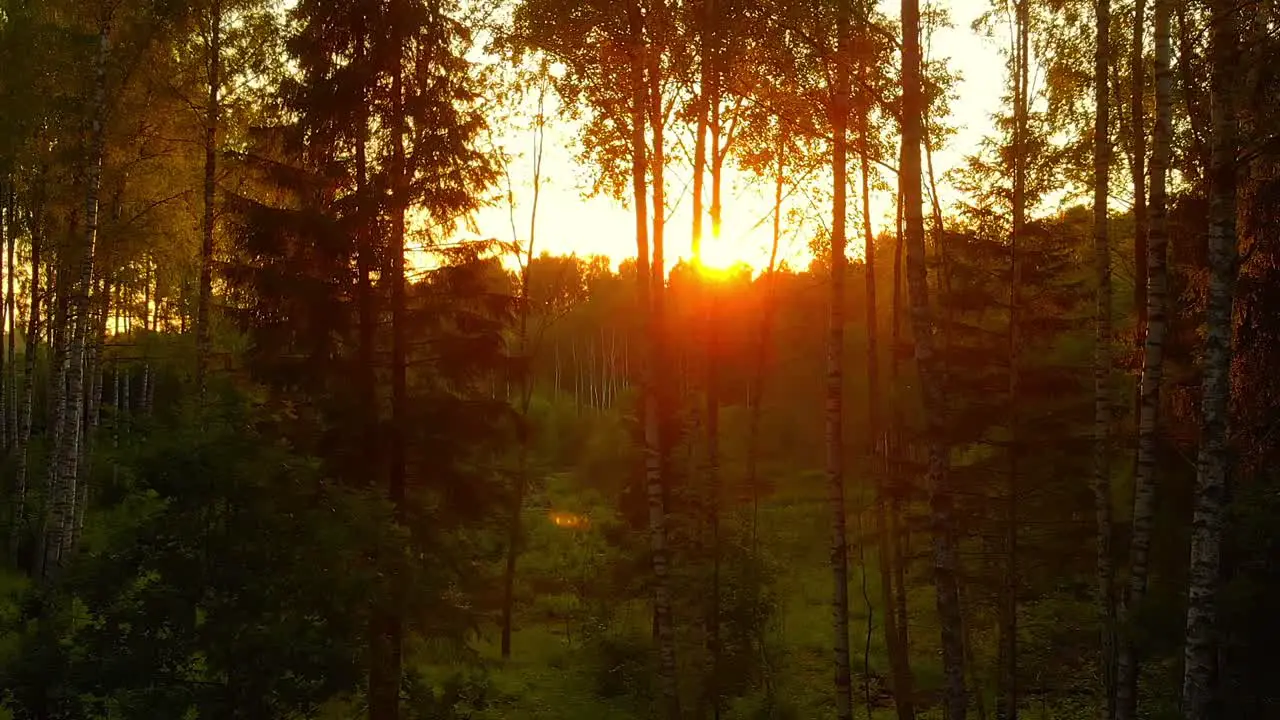 Sunlight Shining Through Green Trees In Summer Time Eastern Europe