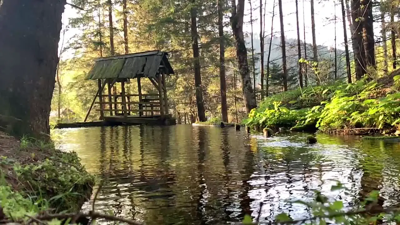 Wooden and rotten dam in the woods