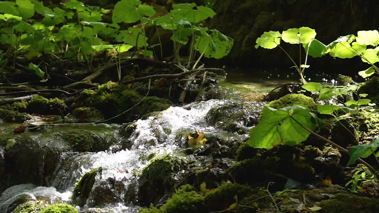 Magical view of small forest river flowing over cascade of rocks among green plants in bathing in sunlight