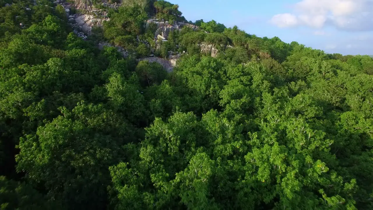 Sea Birds flying over beach into lush tropical forest