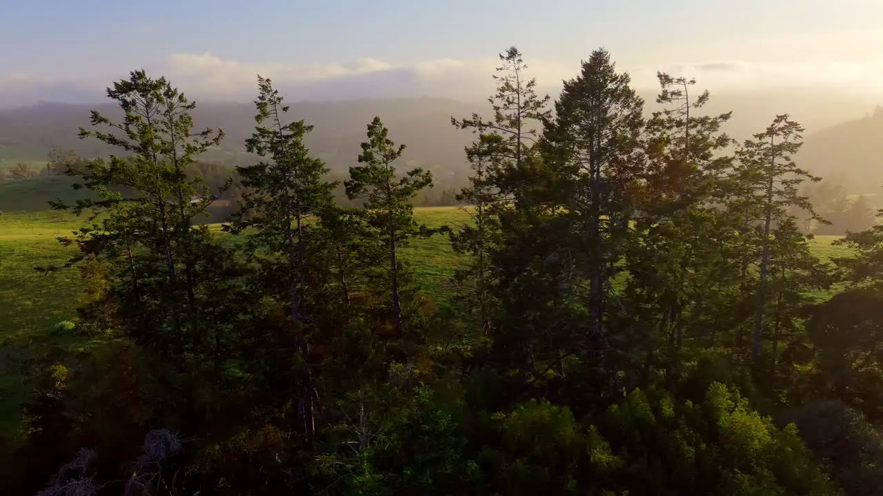 Slow aerial cinematic drone fly over tall trees and grass plains in golden hour sunlight