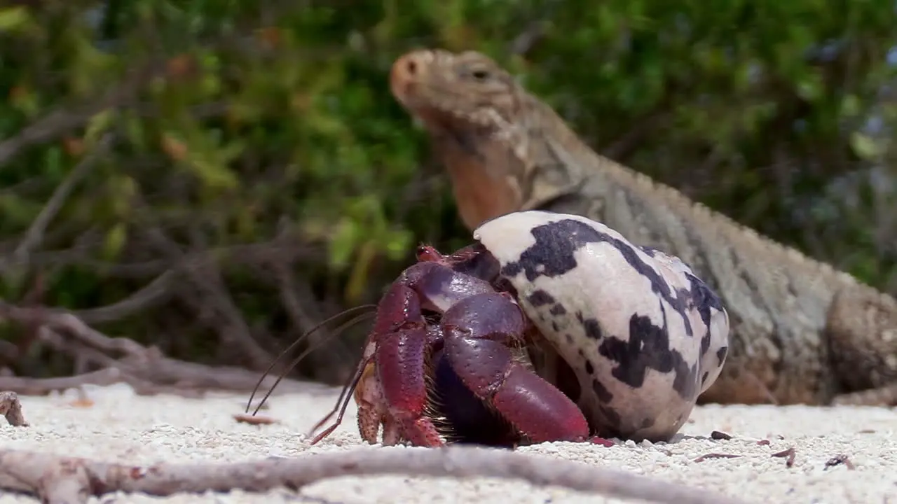 A hermit crab and iguana close up on a tropical beach