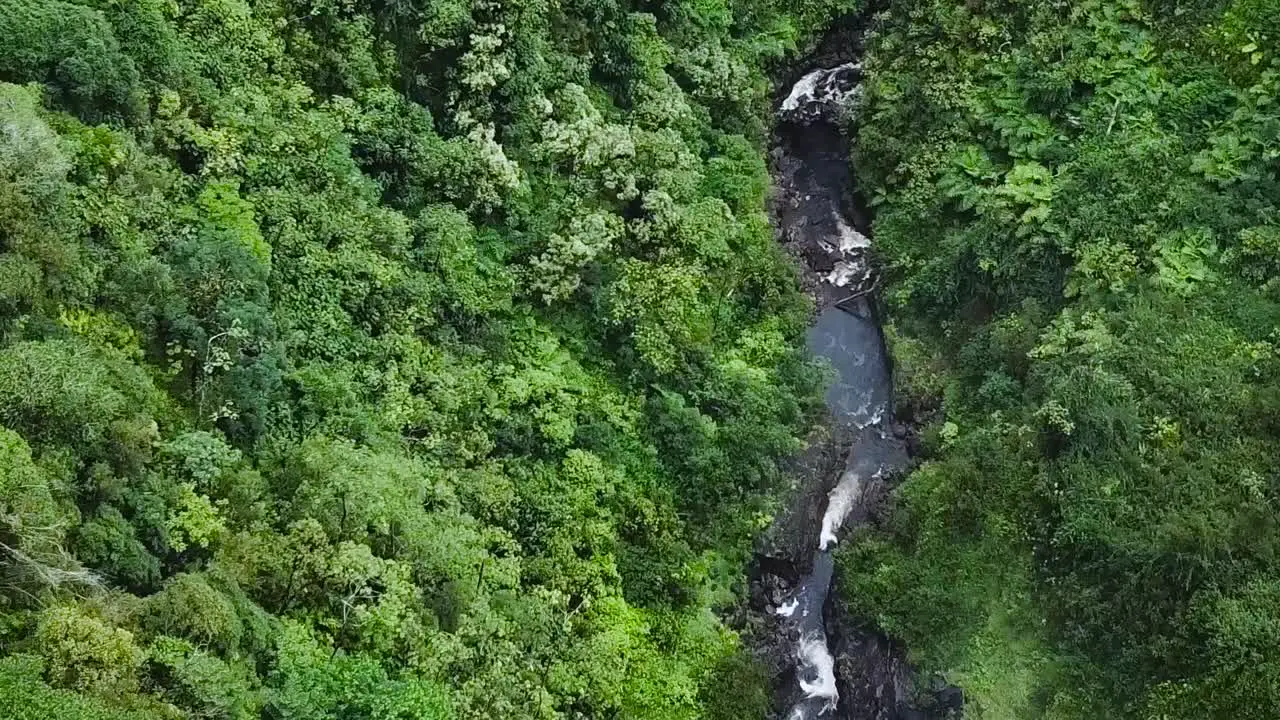 Drone aerials green forest pan down