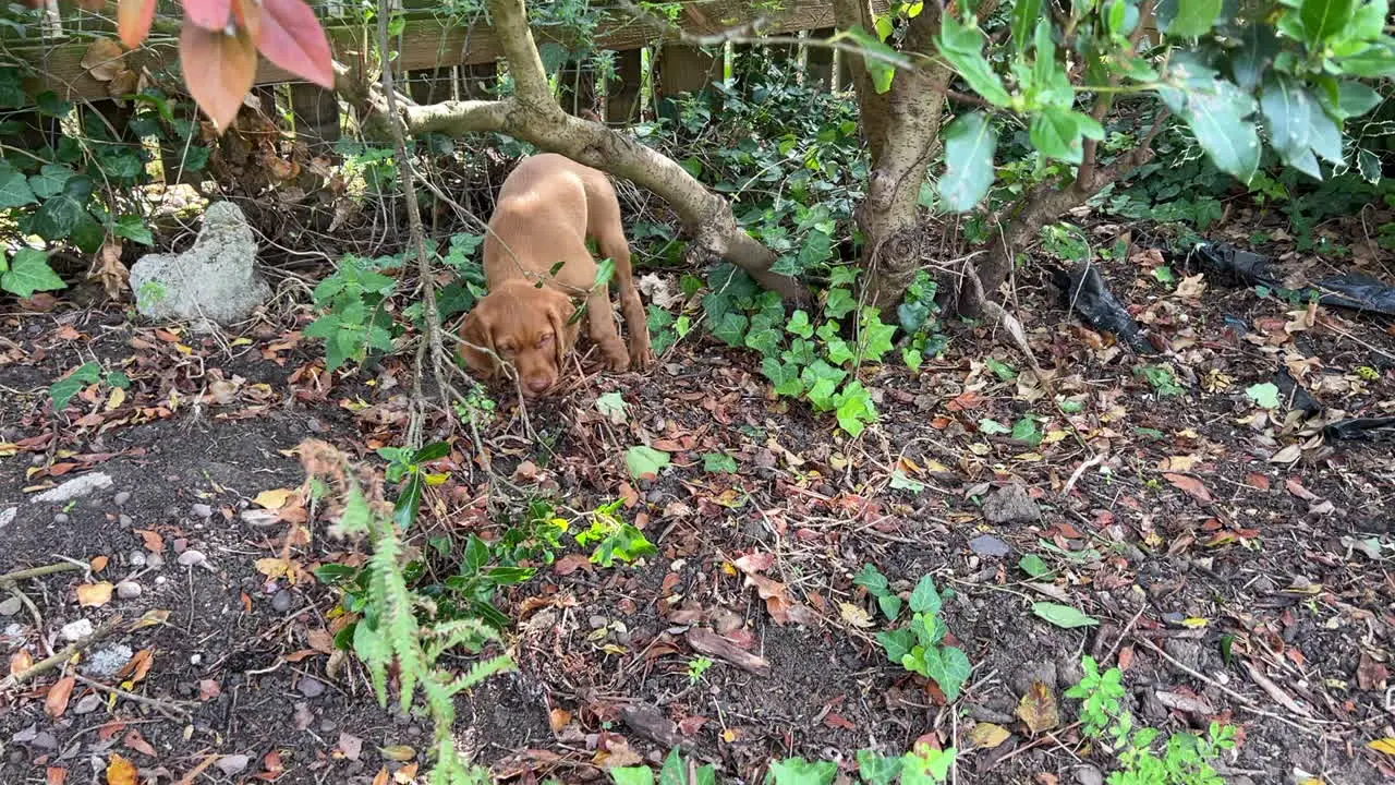 Hungarian Vizsla puppy playing in the garden on a sunny day