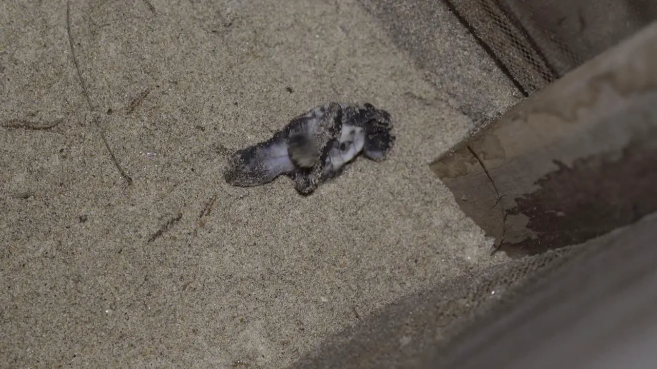 Baby sea turtle that just came out from the egg trying to stand up twisting around with still closed eyes in the sand box at night