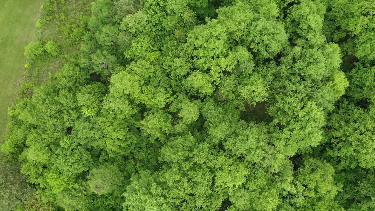 Aerial View of green Forest in Europe Summer