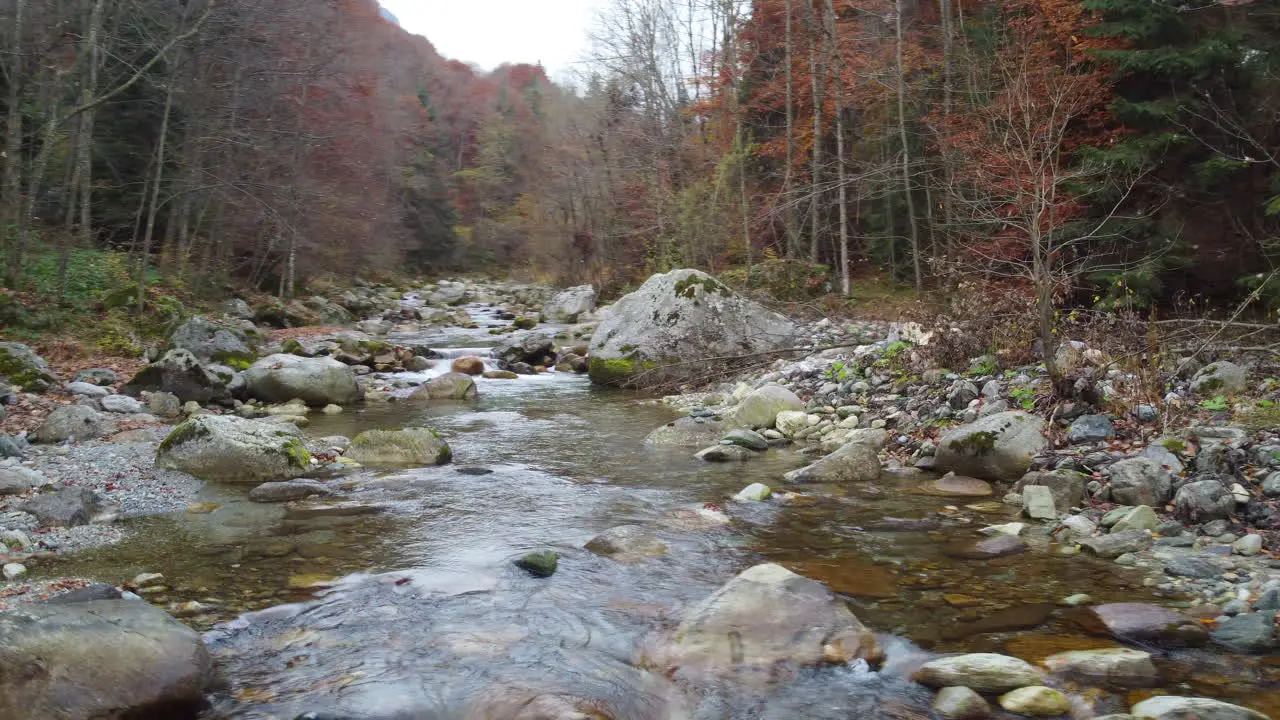 River in mountain forest at autumn foliage aerial view