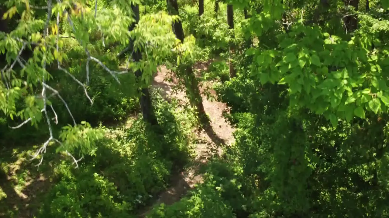 Rising up crane shot of trees in forest