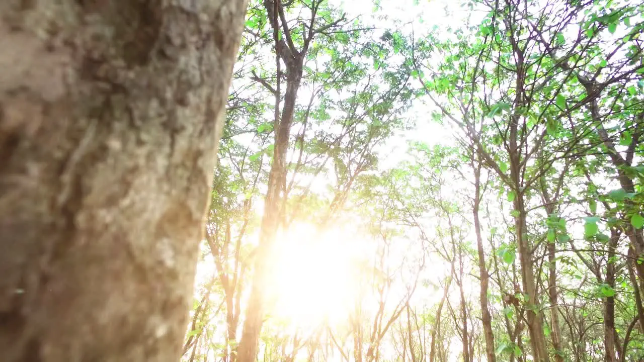 sunlight penetrates the trees in the middle of the forest with the tree foreground