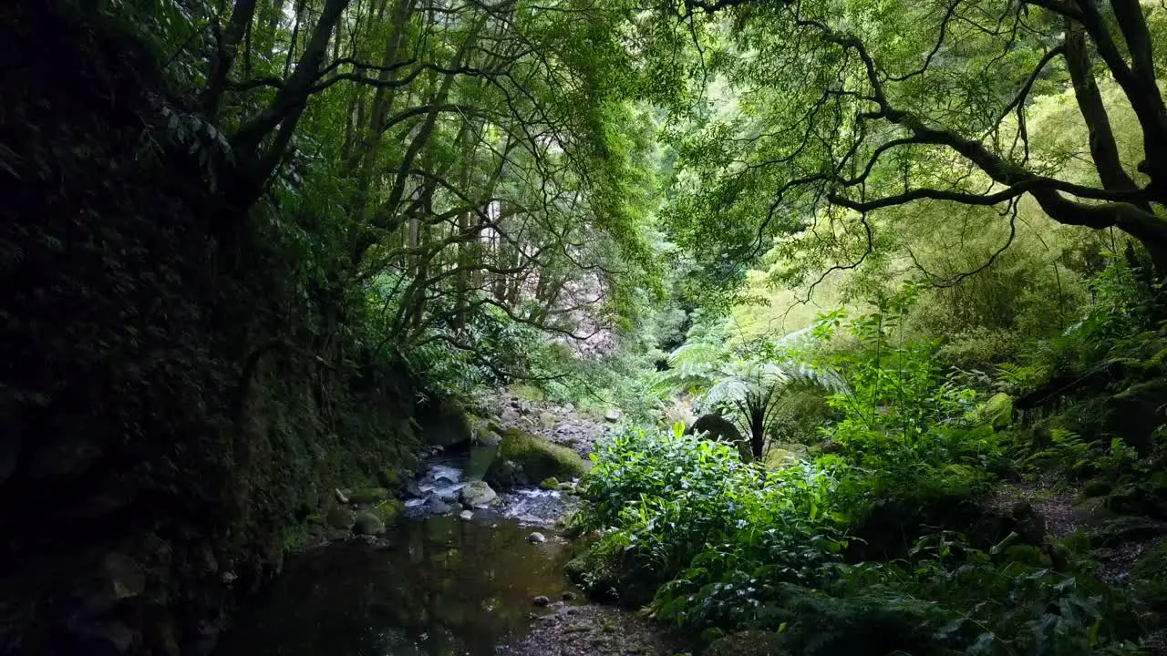 Drone flying through prehistoric forest of laurel vegetation in subtropical landscape