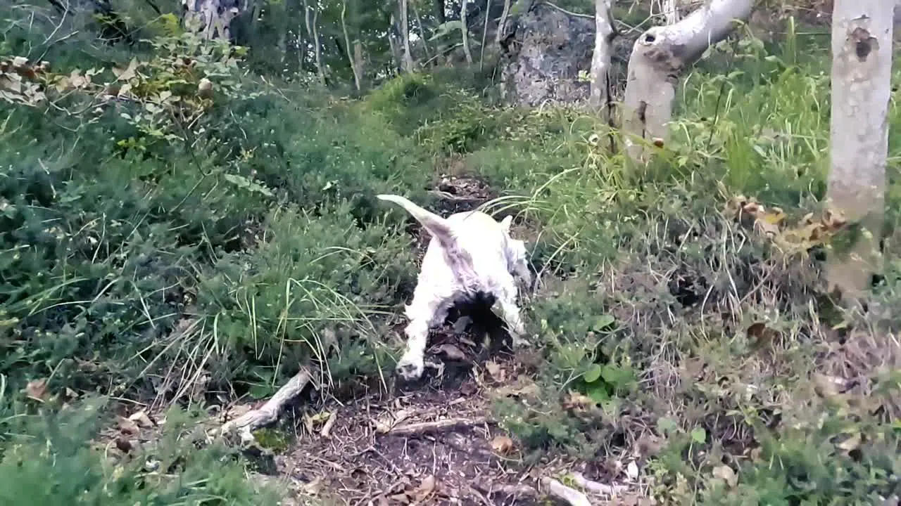 Small dog struggles to get over the roots in the forest