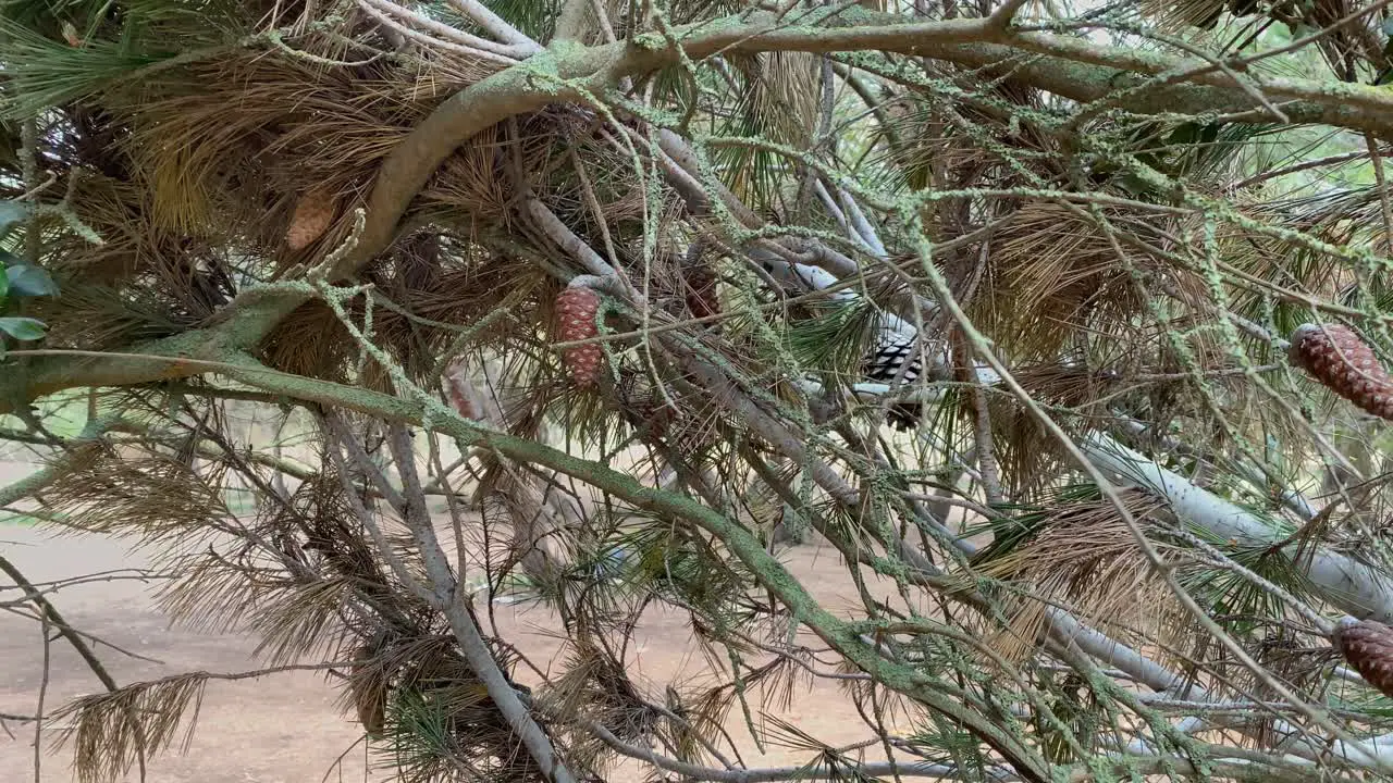 Little zoom in on beautiful pines and pine cones in Cascais