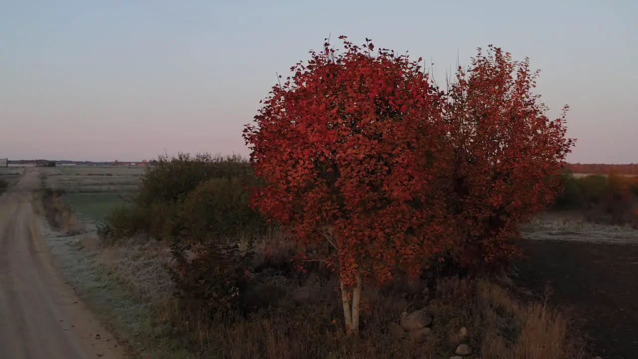 Beautiful Footage of Sunset Over Trees in Slovakia With Long Road and Nature Scenic Line Up Trees Rolling Shot