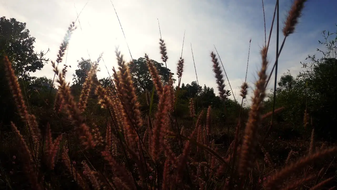 Beautiful Grass Flowers Under The Bright Sunlight Tilt Up Shot