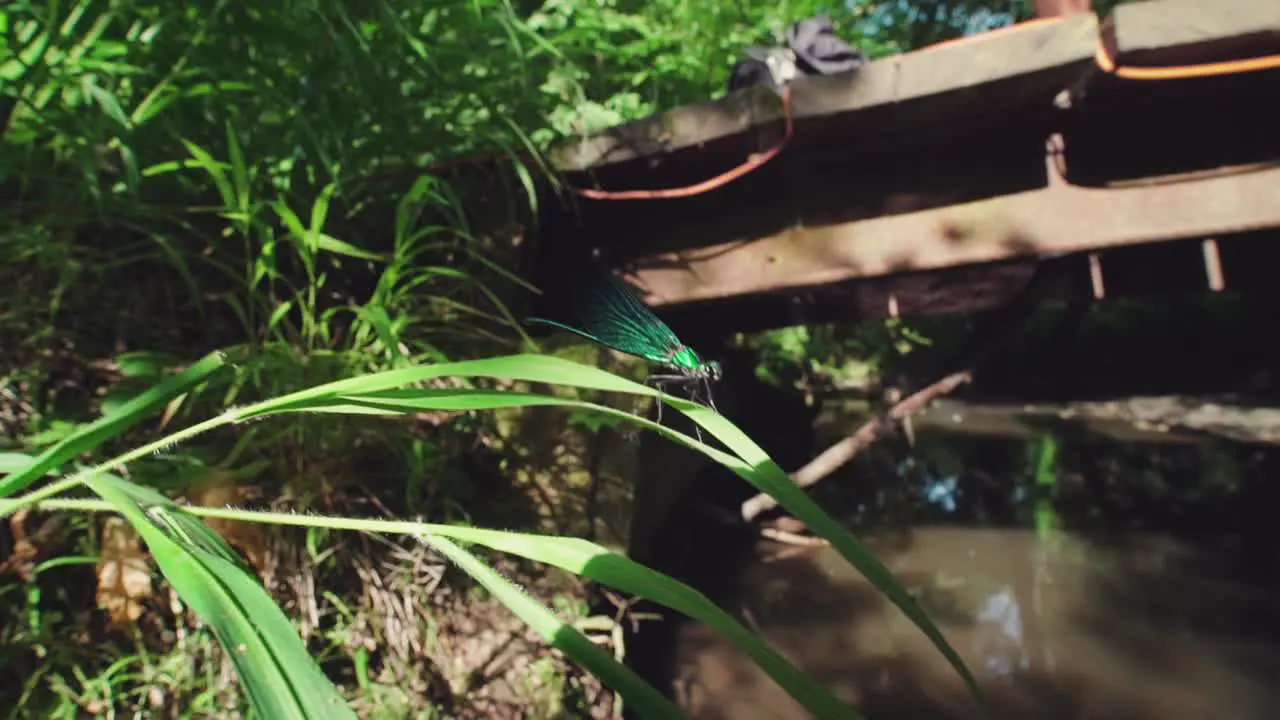 close up of a shiny blue dragonfly Ebony Jewelwing flying away in slowmotion