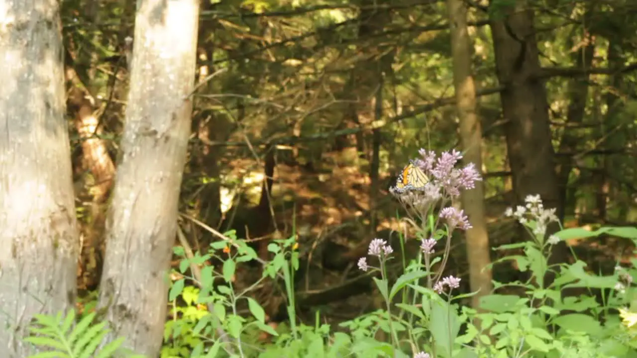 Orange monarch butterfly taking nectar from purple flower