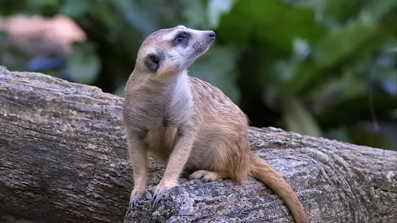 A lone Meerkat sitting on a tree trunk on the ground and looking at his surroundings Close up