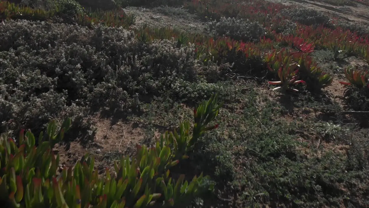 aerial shot of highway amidst plants near sea on sunny day drone flying descending over landscape