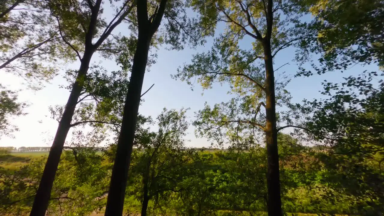 Aerial drone flight through forest trees revealing green Kortgene farm field