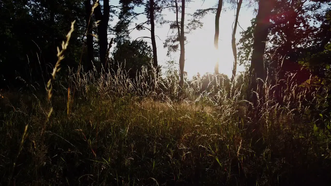 low angel walking through peacefull high grass on a forest with trees and sunset in the background