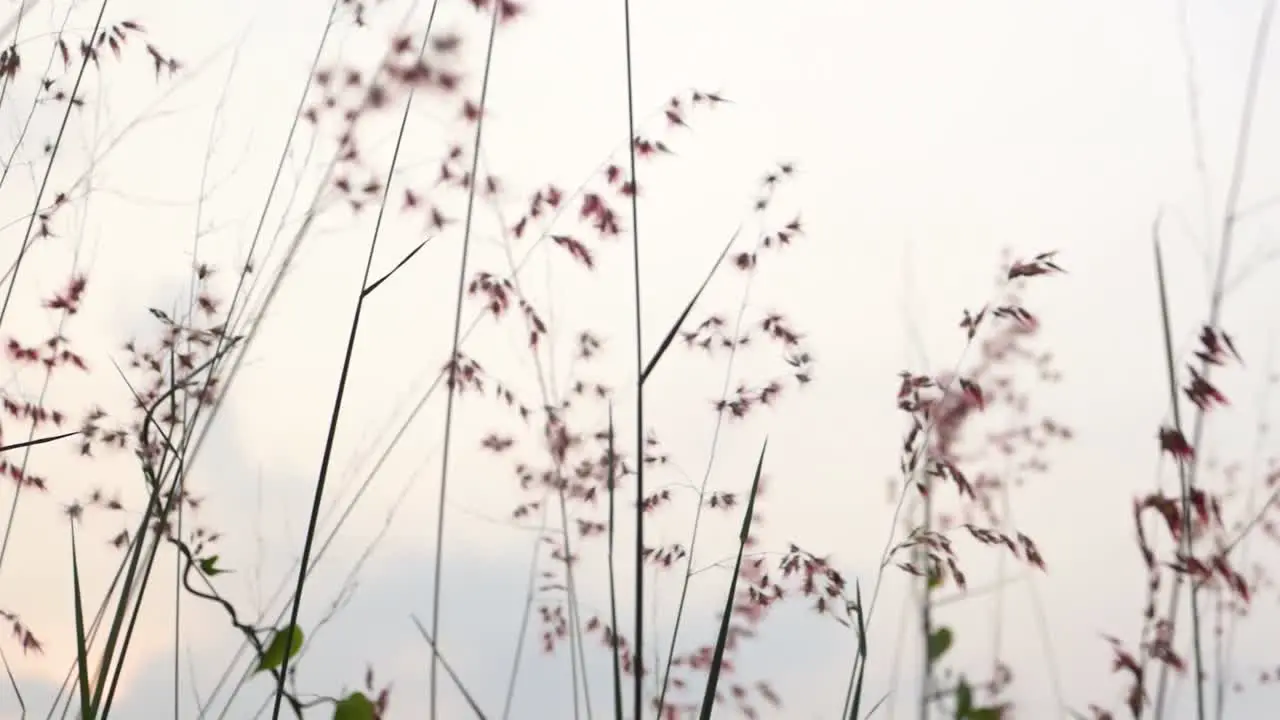 grass blowing in the wind against the background of the sky