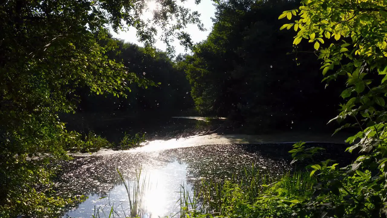 Aerial dolly out revealing specks of pollen falling into a pond under the scenic sunlight streaming through the forest