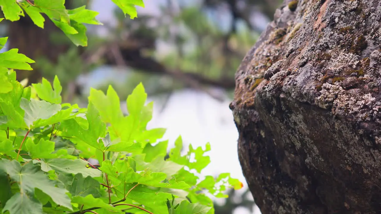 Swaying Maple Leaves Revealed Massive Mossy Rock At Daytime