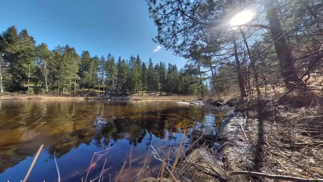 Wide low angle view of shimmering and shiny pond in wilderness with green forest trees on edge with bright white sun in blue sunny sky pan right