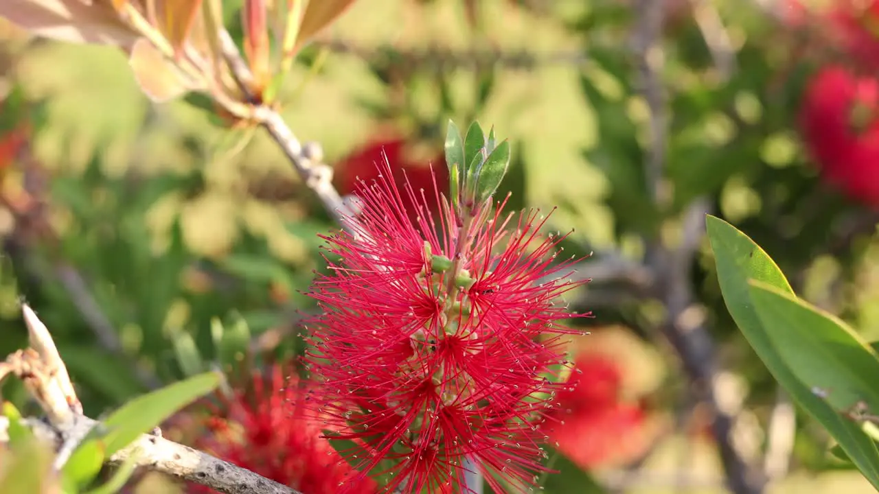 small group of ants working in Montargil Portalegre Portugal in 4K