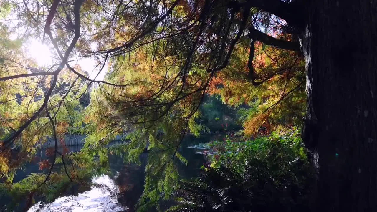 A short but beautiful scene in the forest during a trip to England