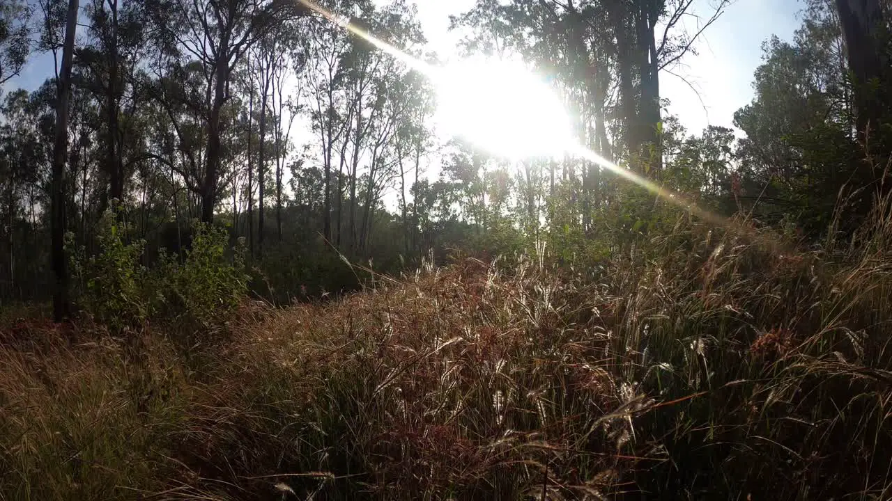 Zooming In The Beautiful Tall Grass Of The Niligri Forest India On A Sunny Day Wide Rolling Shot