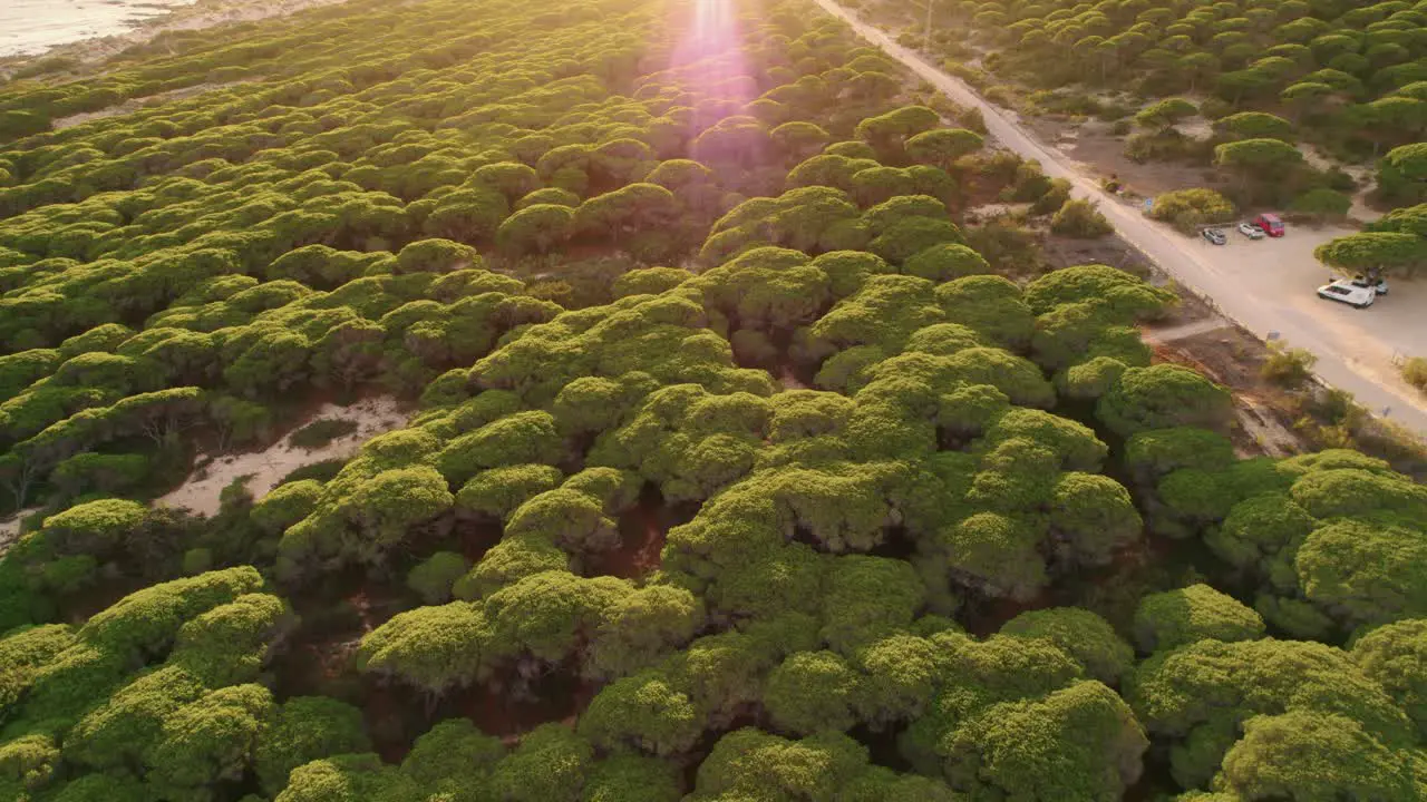 Aerial view of a dense forest on Spain's coastline