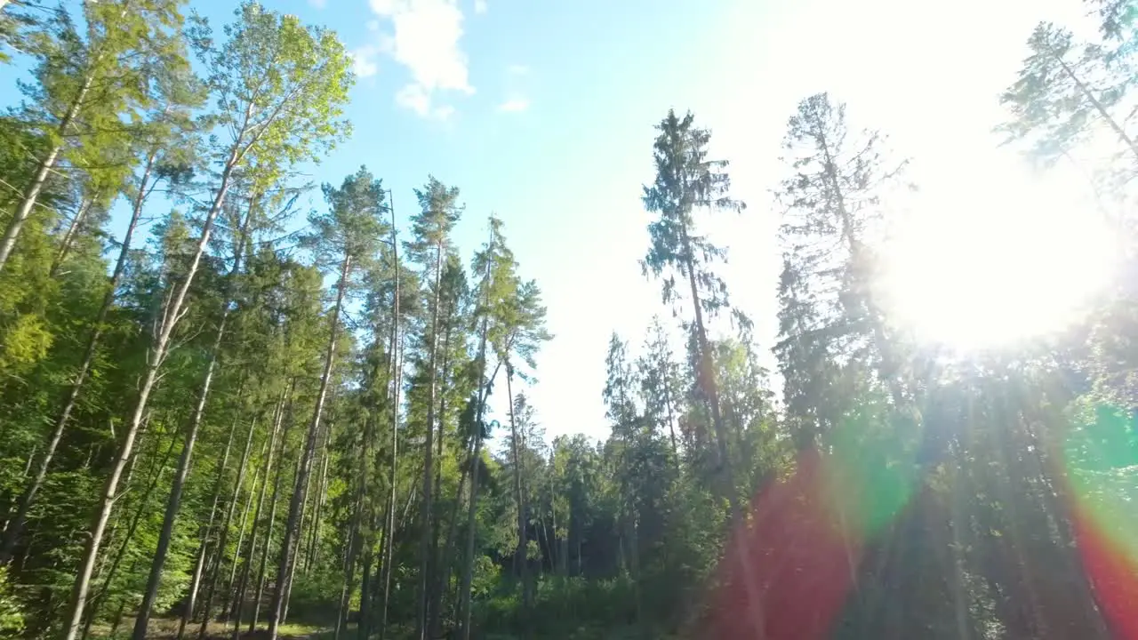 Slow Aerial Rising Through Forest Trees With Sunlight Hitting Lens Creating Lens Flares