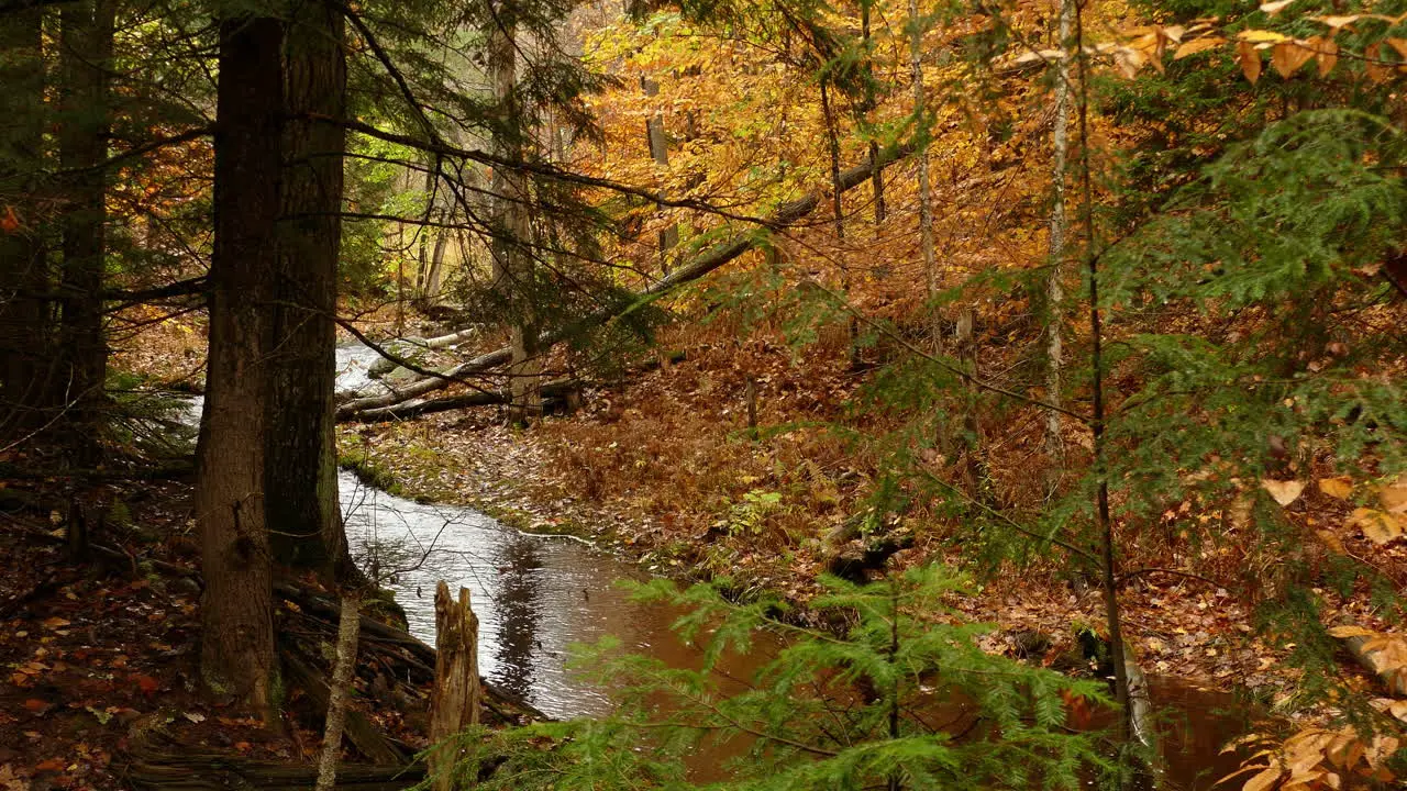 A forest creek in autumn runs quietly through a narrow valley in a forest among the falling leaves of the trees