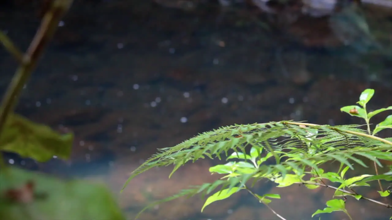 Close Up of Clear Water Running calmly down a stream with Green Shrubs in the Foreground Whangarei New Zealand