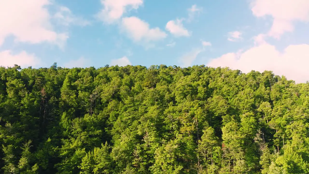 Blue lake water in summer drone shot with forest